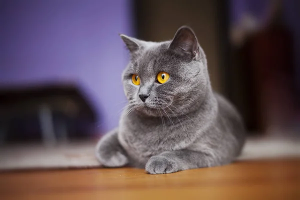 Britânico gato shorthair — Fotografia de Stock