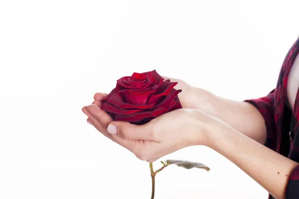Kobieta ręka gospodarstwa czerwony kwiat — Zdjęcie stockowe
