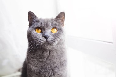 gri İngiliz kedi
