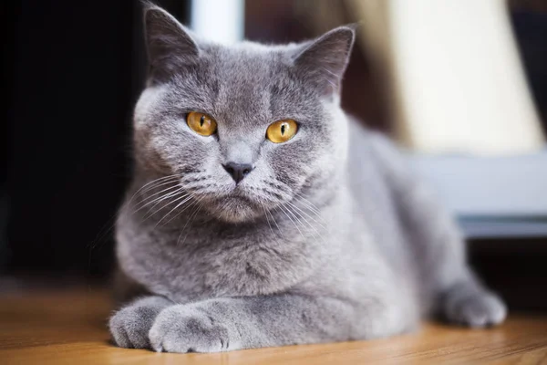 Gato británico gris — Foto de Stock