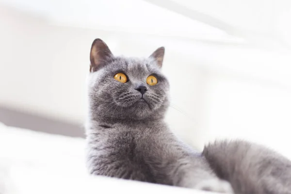 Gato británico gris — Foto de Stock