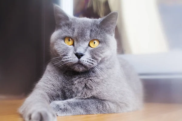 灰色英国猫 — 图库照片