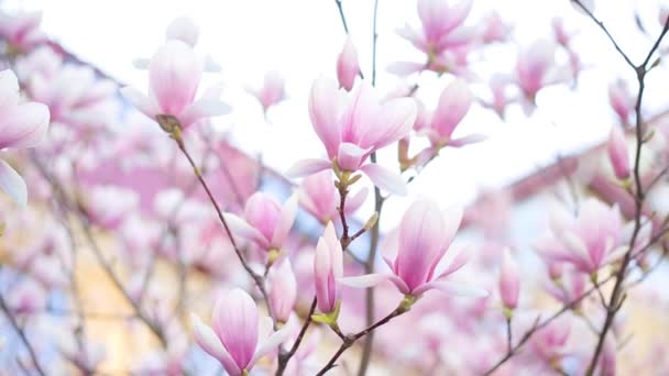 Blomningstiden Magnolia Träd Park Eller Botanisk Trädgård Naturens Skönhet — Stockvideo