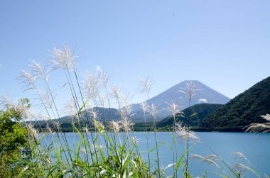 Mt. Fuji sonbaharda yan tarafındaki Motosu Gölü, Japonya Japon Pampa otu ile