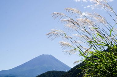 Mt. Fuji sonbaharda yan tarafındaki Motosu Gölü, Japonya Japon Pampa otu ile