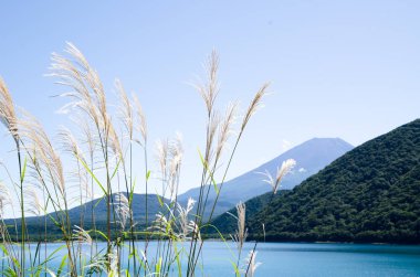 Mt. Fuji sonbaharda yan tarafındaki Motosu Gölü, Japonya Japon Pampa otu ile