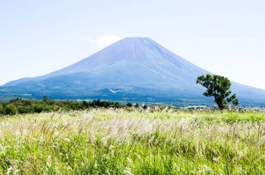 Mt. Fuji Güz Asagirikogen Highland, Japonya, Japon Pampa otu ile