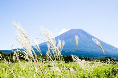 Mt. Fuji Güz Asagirikogen Highland, Japonya, Japon Pampa otu ile