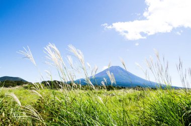 Mt. Fuji Güz Asagirikogen Highland, Japonya, Japon Pampa otu ile