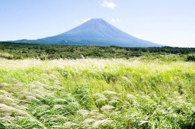 Mt. Fuji Güz Asagirikogen Highland, Japonya, Japon Pampa otu ile