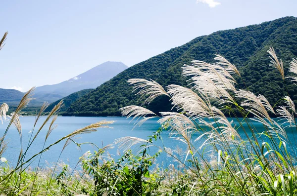 Mt. Fuji sonbaharda yan tarafındaki Motosu Gölü, Japonya Japon Pampa otu ile