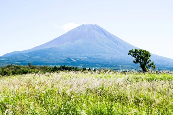 Mt. Fuji Güz Asagirikogen Highland, Japonya, Japon Pampa otu ile
