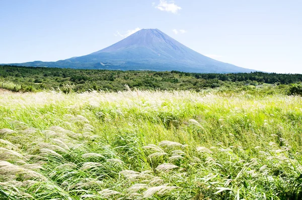 Mt. Fuji Güz Asagirikogen Highland, Japonya, Japon Pampa otu ile