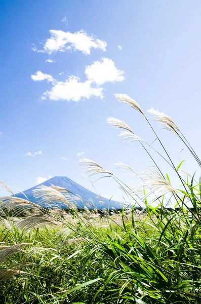 Mt. Fuji Güz Asagirikogen Highland, Japonya, Japon Pampa otu ile