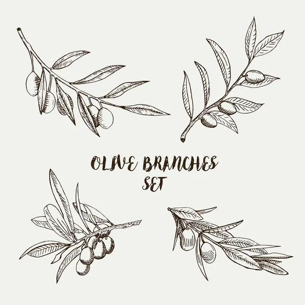 Graphic olive branches set. Vector illustration. — Stock Vector