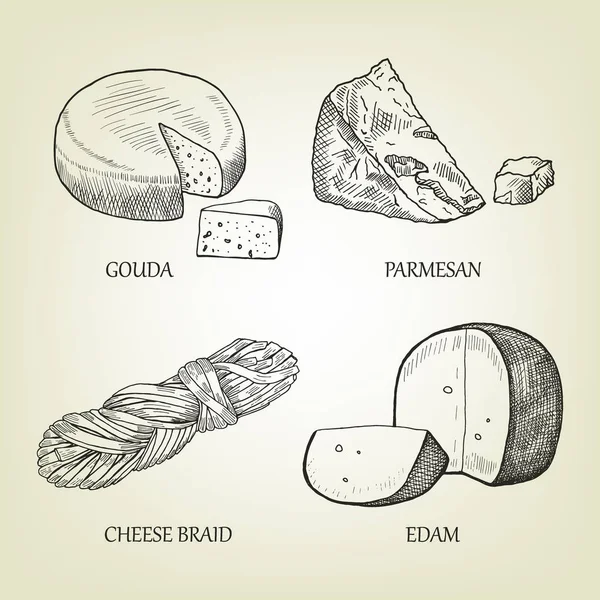 Esboço de diferentes tipos de queijo realista. Coleção de vetores gráficos incluem gouda, parmesão, trança e ícone de edam. Conjunto de coalhada usado para publicidade de produtos lácteos, menu de restaurante ou design de logotipo —  Vetores de Stock