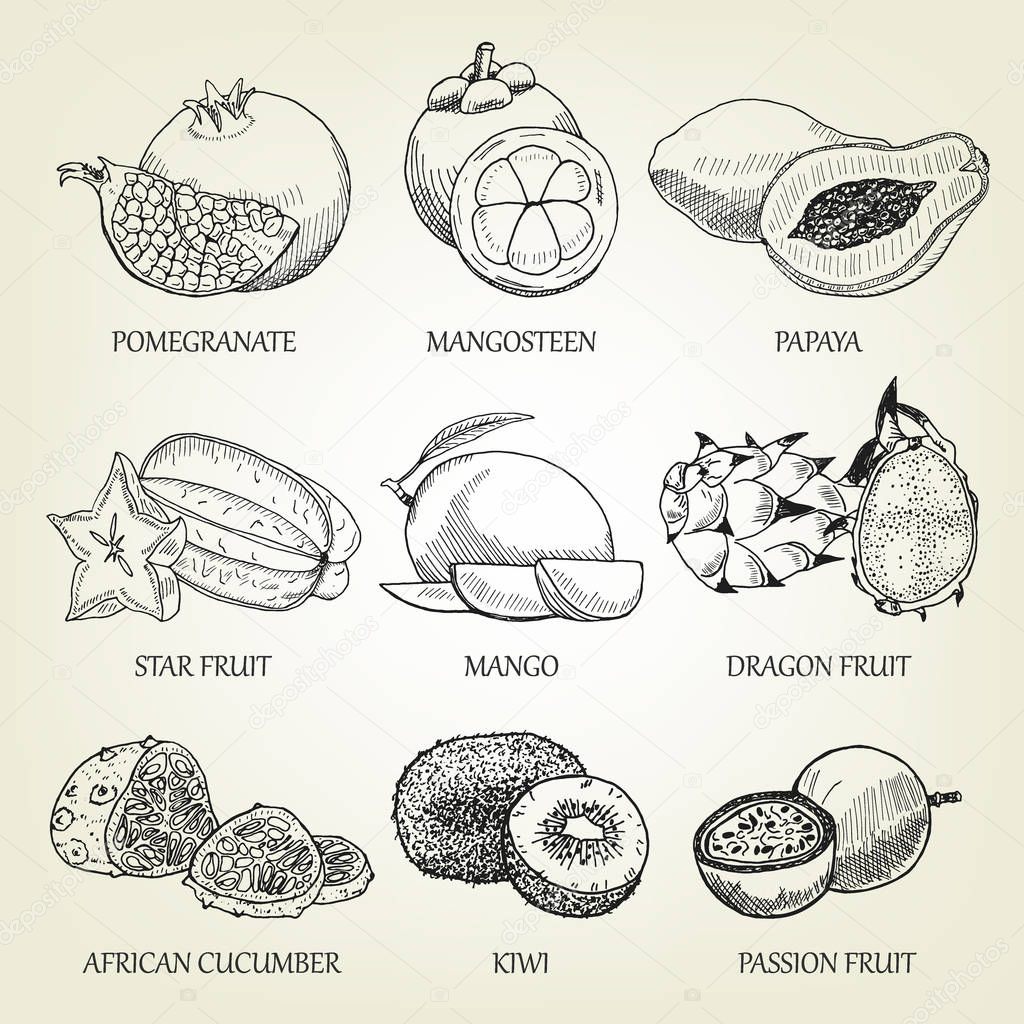 Hand drawn set of different tropical fruits. Outline realistic icons of healthy food. Vector sketch of exotic plants good for logo design, poster, banner creation, recipe book or restaurant menu.