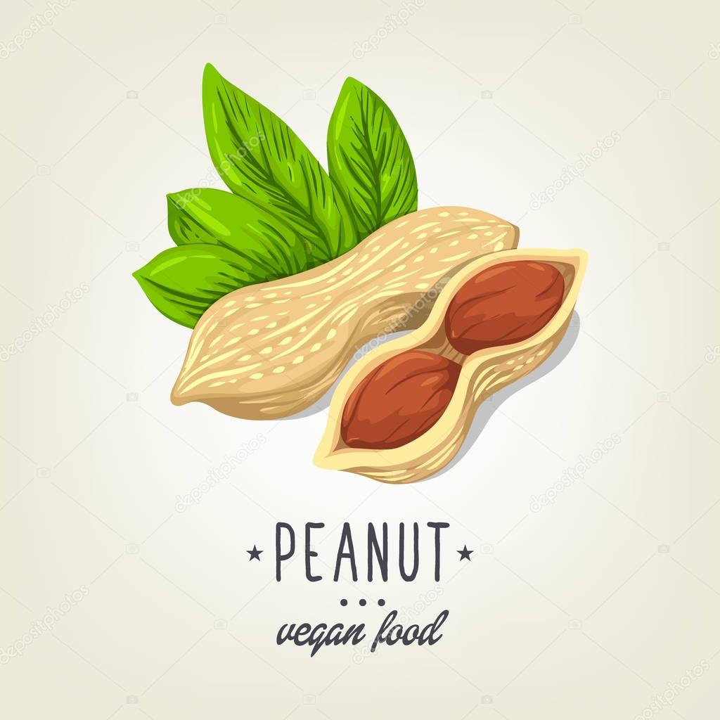 Vector sketch of realistic peanut with leaves and seeds. Drawn nuts icon isolated on background. Painted emblem good for recipe book, booklet, card, menu or banner design.