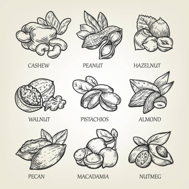 Sketch of different kinds of nuts. Vector illustration with isolated kernels collection. clipart