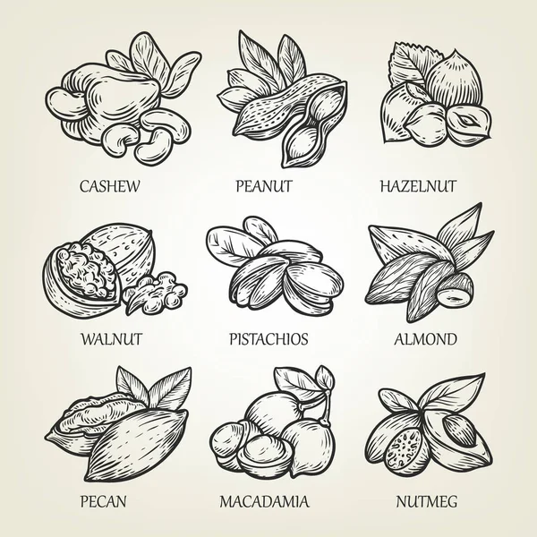Sketch of different kinds of nuts. Vector illustration with isolated kernels collection. — Stock Vector