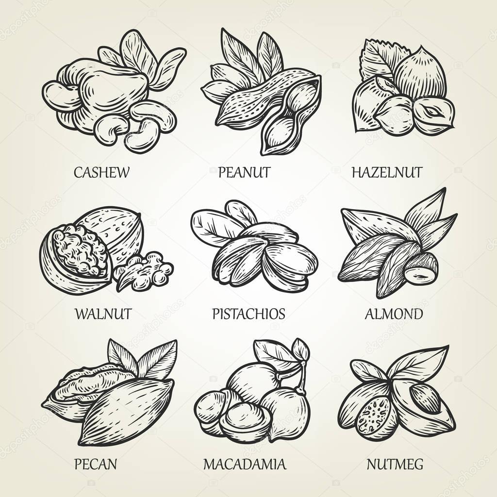 Sketch of different kinds of nuts. Vector illustration with isolated kernels collection. Realistic outline icons use for logo, emblem creation or recipe of vegetarian nutrition.