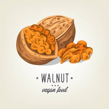 Arka plan üzerinde izole renkli ceviz simgesi. Vektör yaprak ve tohum ile gerçekçi somun taslağını. Çizilmiş vegan bitki tarifi kitap, kitapçık, kartı, menü veya afiş tasarımı için iyi.
