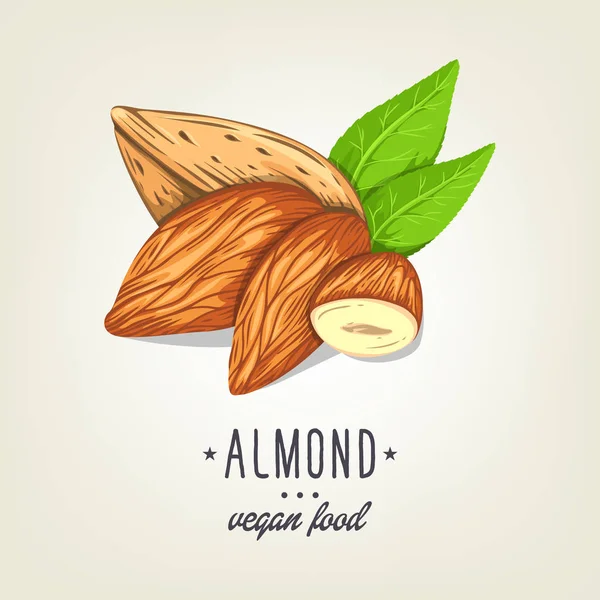 Kleurrijke amandel pictogram geïsoleerd op de achtergrond. Vector schets voor realistische nut met bladeren. Getekende vegan plant goed voor recept boek, boekje, kaart, menu of banner ontwerp. — Stockvector