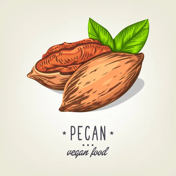 Icono vectorial de nuez de pacana aislada sobre fondo. Nueces de color realistas con hojas y semillas. Planta vegana dibujada buena para libro de recetas, folleto, tarjeta, menú o diseño de pancartas . — Vector de stock