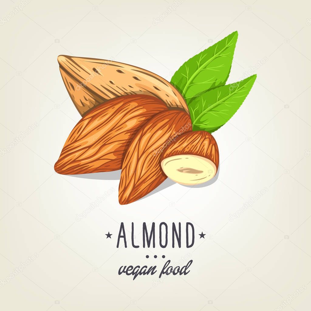 Colourful almond icon isolated on background. Vector sketch of realistic nut with leaves. Drawn vegan plant good for recipe book, booklet, card, menu or banner design.