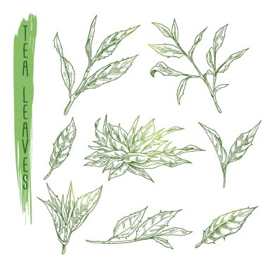 Çay yaprakları taslağını. Vektör bitki dalları siluetleri ile ayarlayın. Bitki sapları kullanım için bir logo, afiş, poster oluşturma veya içecek reklam gerçekçi simgeler.