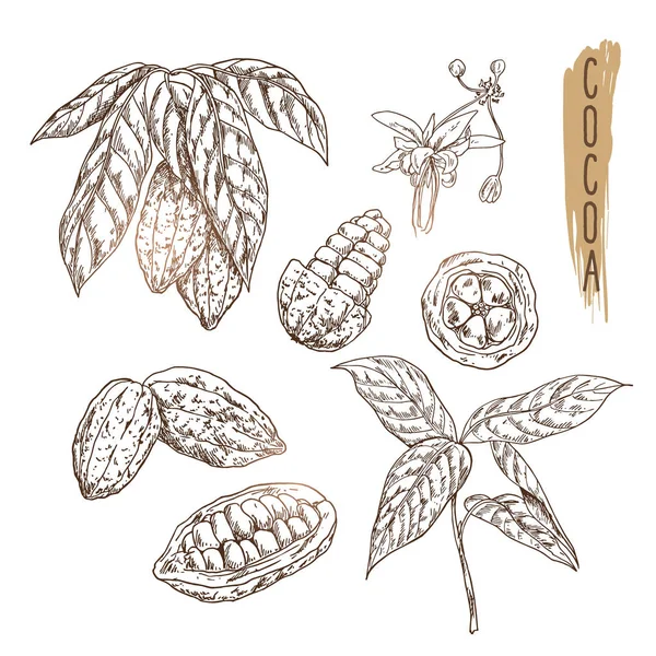 Skizze einer Kakaoschote mit Samen, Zweigen und Blüten. Vektor Schokolade Zutat im Vintage-Stil getan. realistische Kakaosymbole für Logo, Banner, Flyer-Design oder Produktwerbung. — Stockvektor
