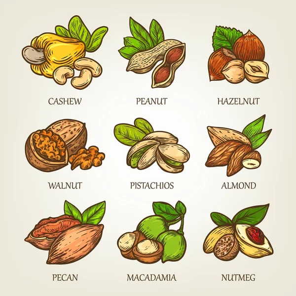 Croquis coloré de différents types de noix. Collecte de grains isolés vectoriels. icônes de contour réalistes peuvent utiliser pour un logo, création d'emblème ou recette de nutrition végétarienne . — Image vectorielle