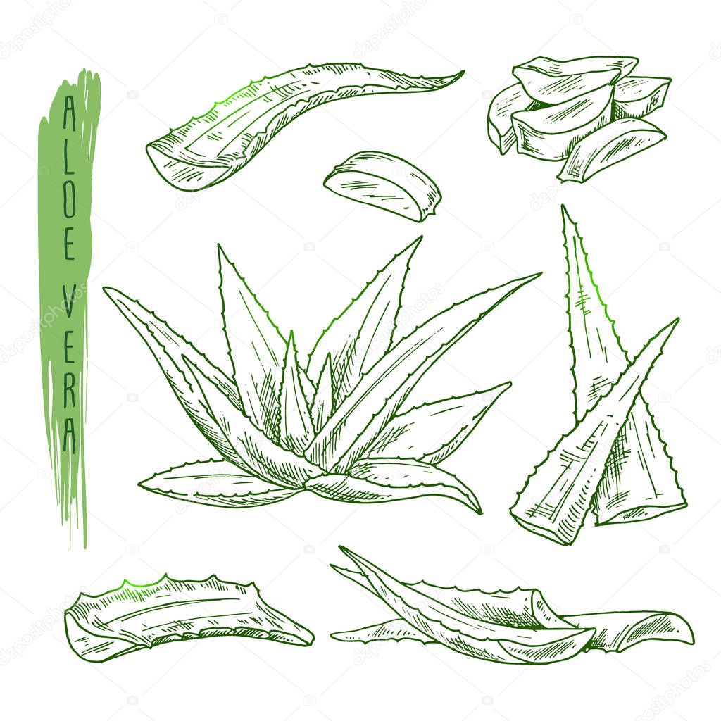 Sketch of aloe vera elements. Vector silhouettes of botanical plant. Realistic icons set use for a logo, label creation, cosmetic products advertesment or for a banner, poster design.