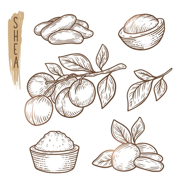 Sketch of shea elements. Vector set of branches, leaves, nuts and butter silhouettes. Realistic icons of organic plant are good for a logo, banner, card creation or advertising of cosmetics. — Stock Vector