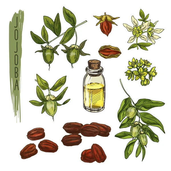 Skizze bunter Jojoba-Elemente. Vektor realistische Symbole der biologischen Pflanze sind gut für ein Logo, Banner, Flyer oder Werbung für medizinische, Beauty-und Wellness-Produkte. — Stockvektor