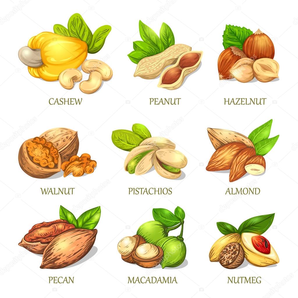 Colourful sketch of different kinds of nuts. Vector isolated kernels collection. Realistic outline icons can use for a logo, emblem creation or for a recipe of vegetarian nutrition.