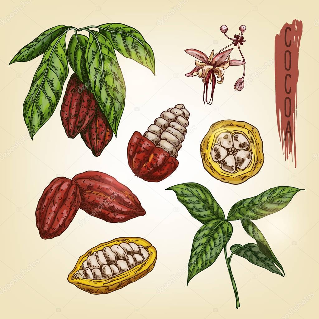 Sketch of cocoa elements. Vector colourful chocolate ingredient. Realistic icons of sweet plant are good for a logo, banner, flyer design or advertising cacao products.