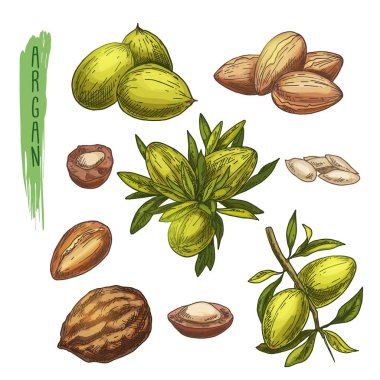 Argan ağacı öğeleri renkli kümesi. Vector silhouettes şube ile fındık, yaprak ve tohum. Gerçekçi simgeler kümesi olan bir logo, afiş, poster oluşturma veya kozmetik ürünleri advertesment için kullanın.
