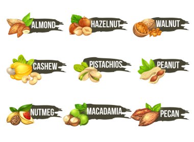Fındık logo koymak. Macadamia, cevizli, ceviz, kaju fıstığı, fıstık, badem, Antep fıstığı, Hindistan cevizi ve fındık simgeleri içeren etiketleri vektör. Güzel amblem arka plan üzerinde izole.