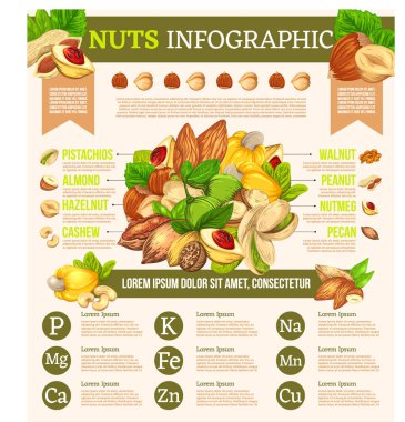 Vektör Infographic fındık tohumları ile. Renkli sunum çekirdekleri hakkında gerçekleri. Broşür tasarım şablonu.