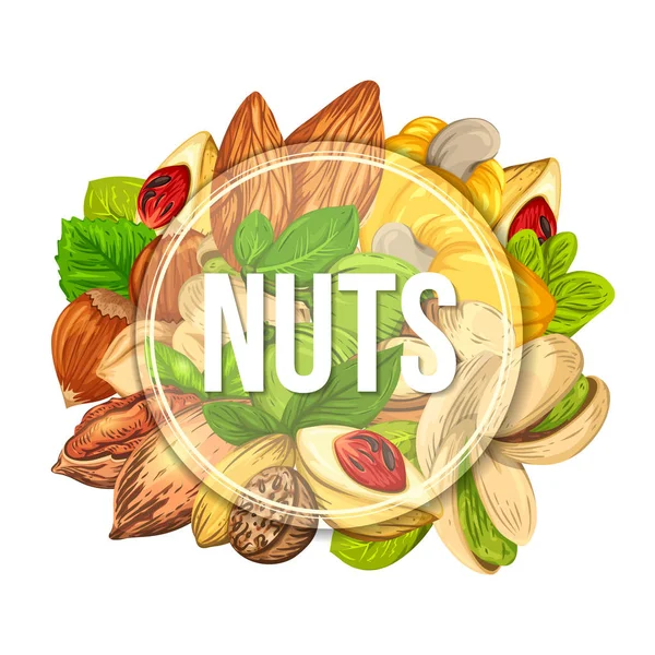 Banner colorido con diferentes tipos de nueces. Ilustración vectorial con plantilla de marco redondo. emblema de granos realistas . — Archivo Imágenes Vectoriales