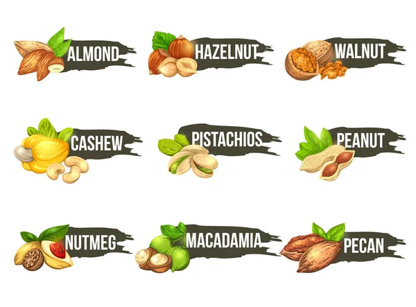 Conjunto logo tuercas. Etiquetas vectoriales con iconos de macadamia, nuez, nuez, anacardo, cacahuete, almendra, pistachos, nuez moscada y avellana. Hermosos emblemas aislados en el fondo . — Archivo Imágenes Vectoriales