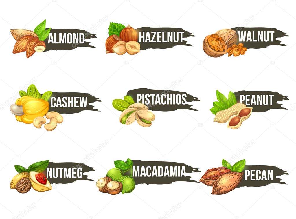 Nuts logo set. Vector labels with macadamia, pecan, walnut, cashew, peanut, almond, pistachios, nutmeg and hazelnut icons. Beautiful emblems isolated on background.