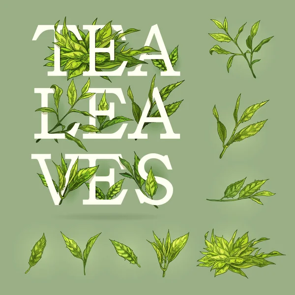 Colourful banner of tea with leaves elements and text. Vector illustration. Realistic icons of plant stems good for a logo, banner, poster creation or advertising of beverages. — Stock Vector