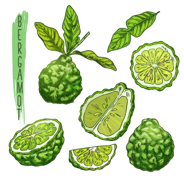 Gyümölcsök, bergamott-narancs vagy kaffir lime — Stock Vector