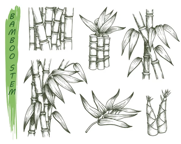 Conjunto de esboços isolados de talo de bambu — Vetor de Stock