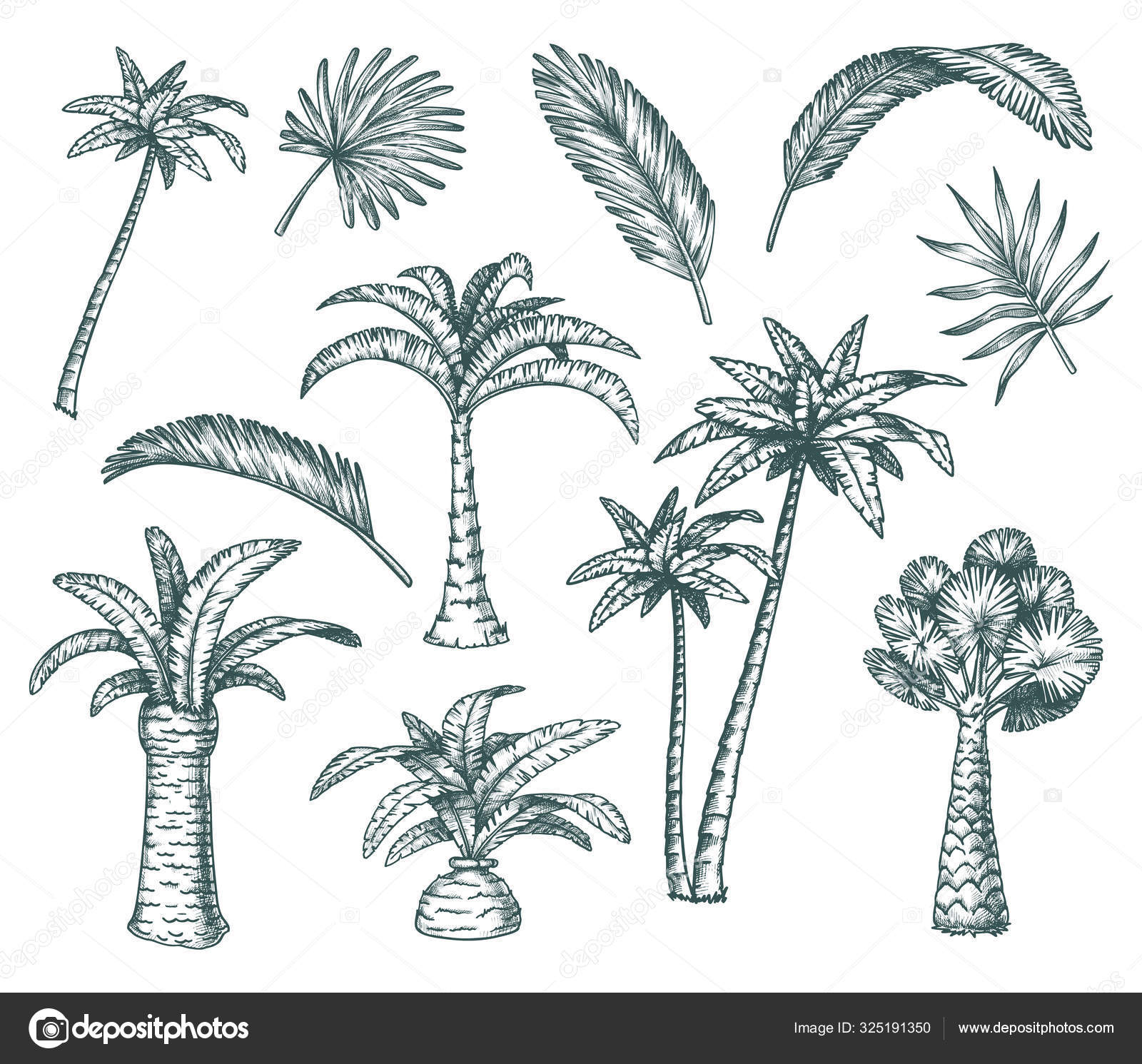 Coconut palm tree sketch - Stock Illustration [98926883] - PIXTA