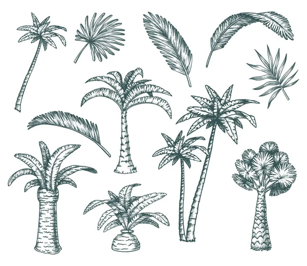 Ensemble de croquis de palmier isolé, cocotier tropical — Image vectorielle