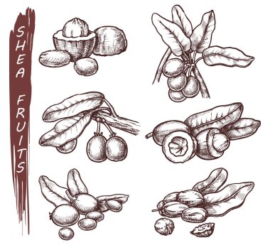 Shea meyvelerinin vektör çizimi, Shea ağacı tohumları