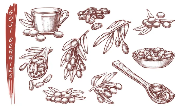 Goji üzümlerinin vektör çizimi, organik süper yiyecekler — Stok Vektör